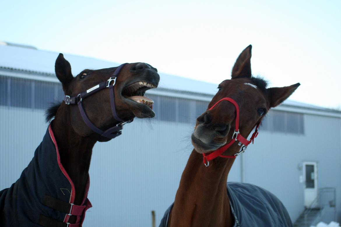 Dansk Varmblod Bøgegårdens Lands-River (Lancelot) - Bad breathe? Foto: Janie Sparrow billede 17