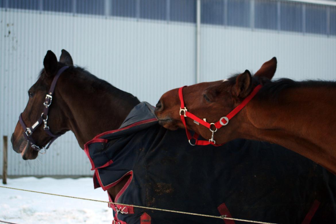 Dansk Varmblod Bøgegårdens Lands-River (Lancelot) - Hey! Vent nu lige på mig! Foto: Janie Sparrow billede 18