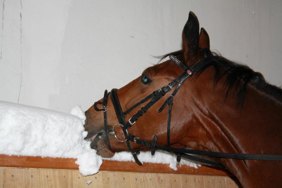 Trakehner  Klosterhedens why not (Notti) <3 billede 10