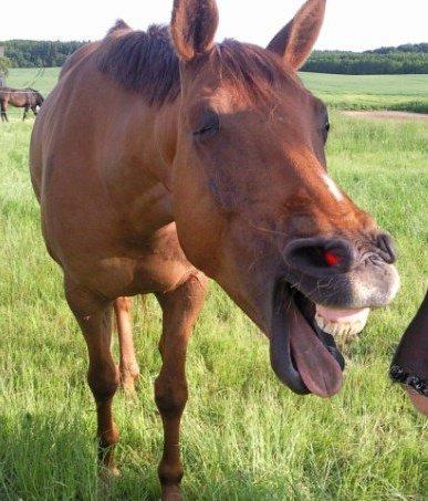 Anden særlig race Nippy - Haha det var da nok den bedste joke nogen sinde.. :P billede 1