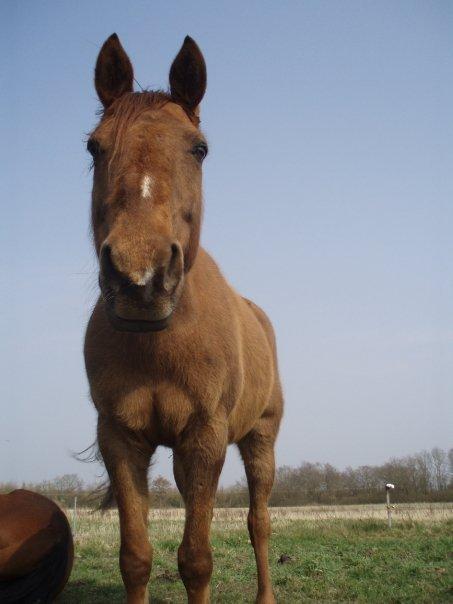 Anden særlig race Nippy billede 2