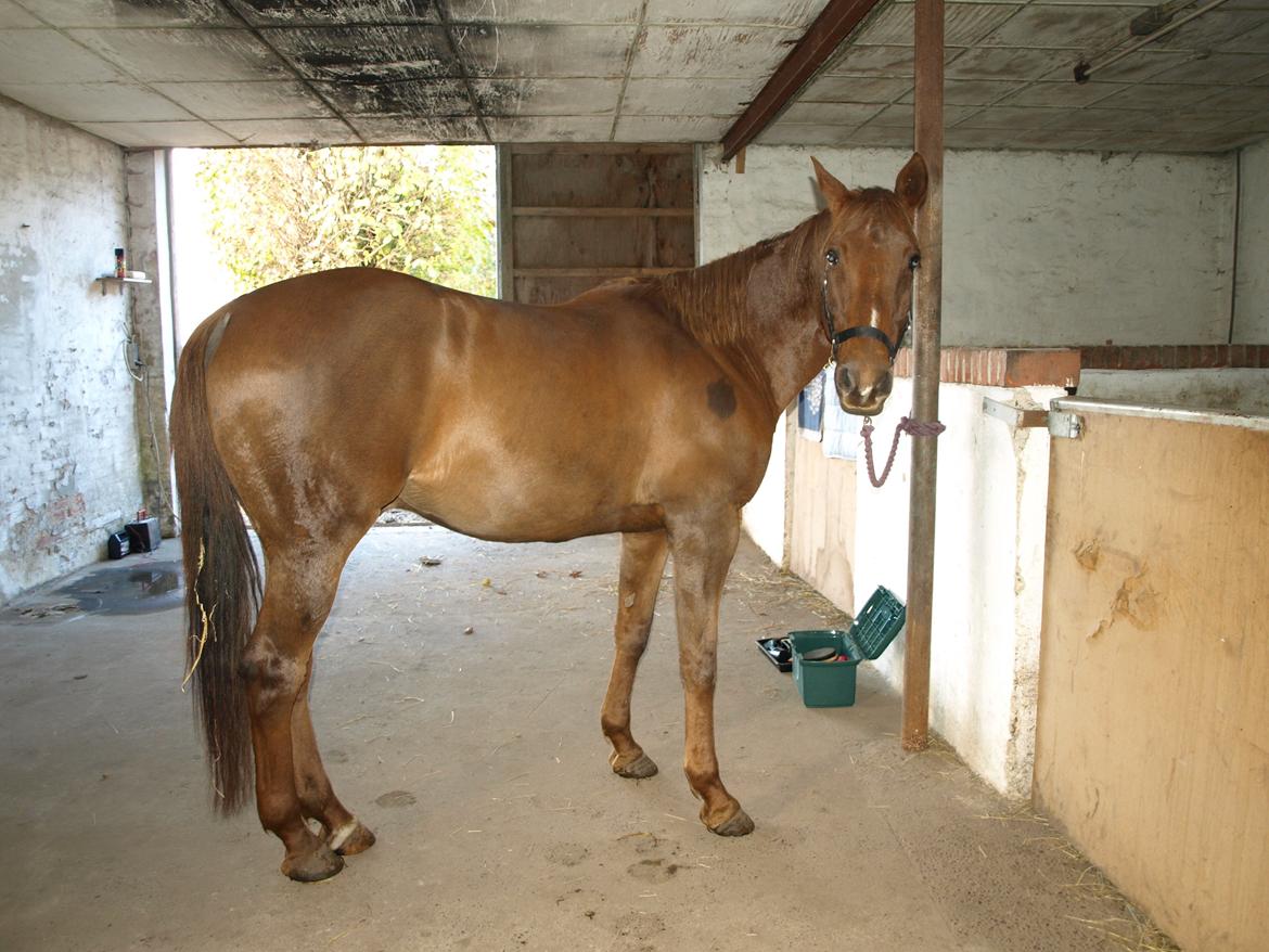 Anden særlig race Nippy billede 3