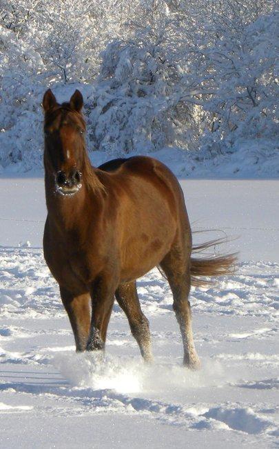Anden særlig race Nippy billede 4