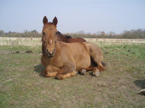 Anden særlig race Nippy billede 5