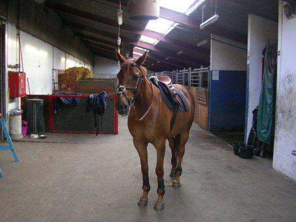 Anden særlig race Nippy billede 6