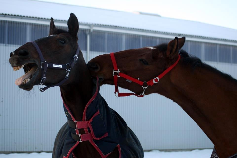 Oldenborg Valiant billede 10