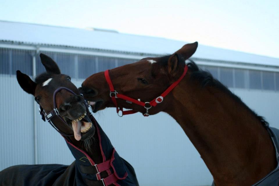 Oldenborg Valiant billede 11