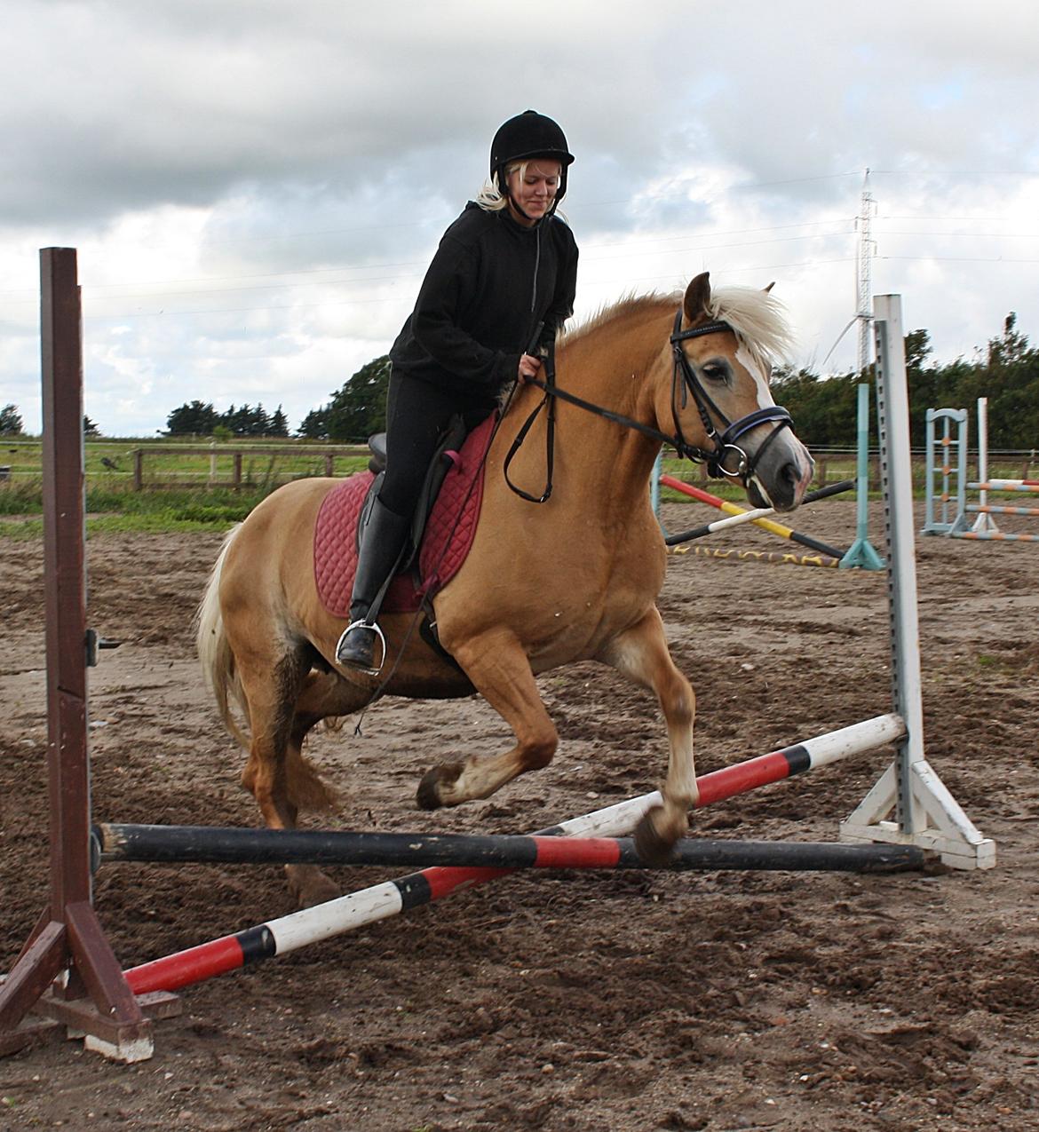 Haflinger GRYNET - 19.8.2011 billede 19