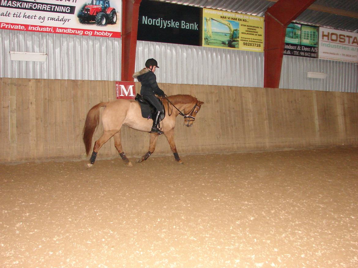 Anden særlig race Magic Zoe Si - Træning. 8. december 2012. billede 19