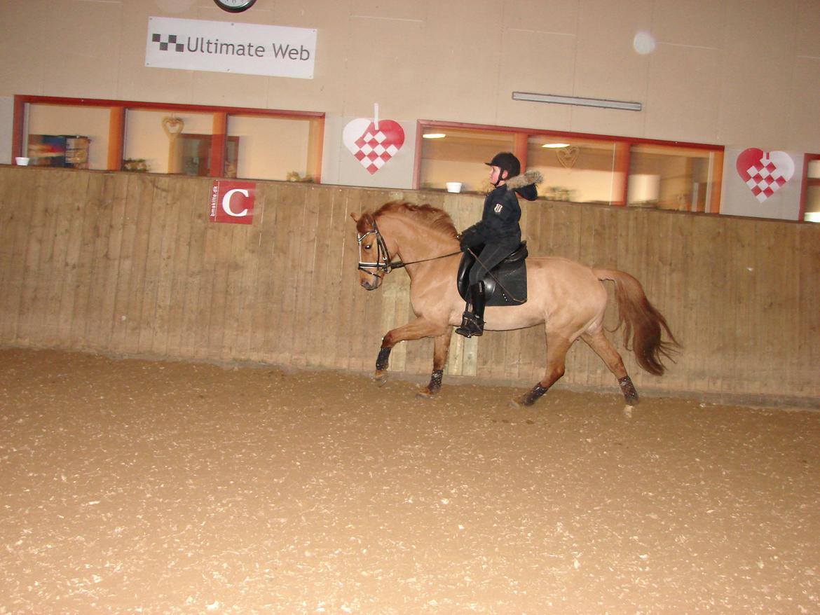 Anden særlig race Magic Zoe Si - Victoria og Zoe Si i galop. 8. december 2012 billede 20