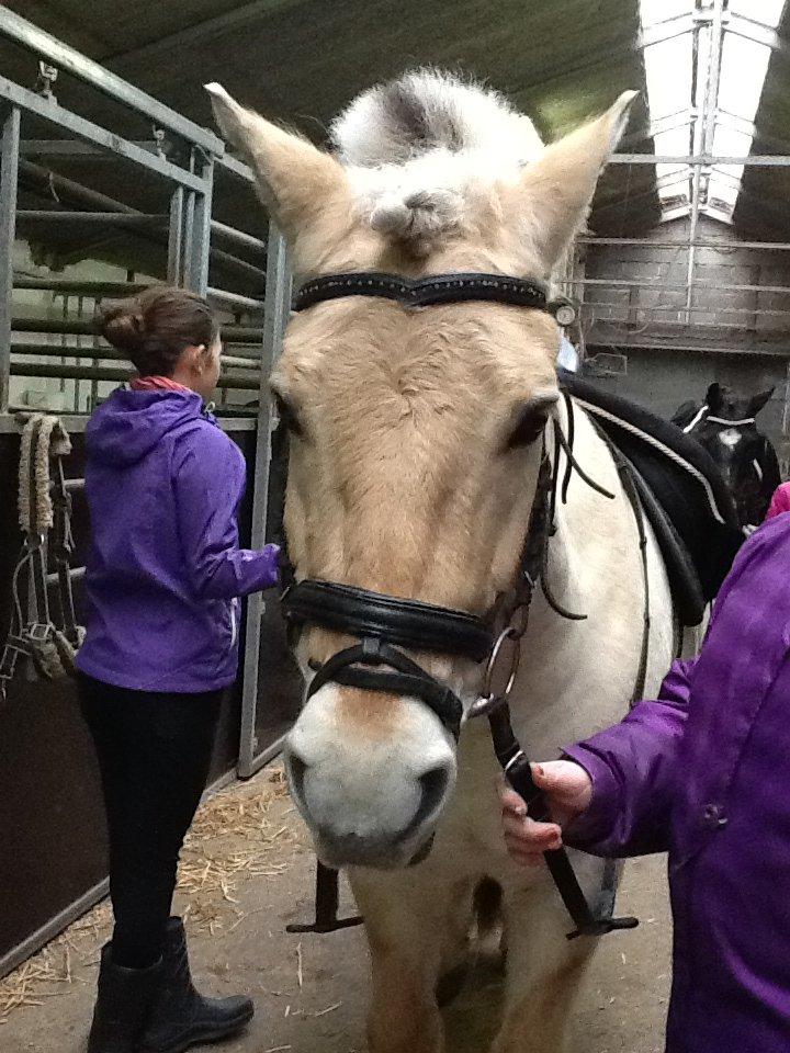 Fjordhest Amarillo - min søster holder ham imens jeg er ved at være klar til stævne  billede 1