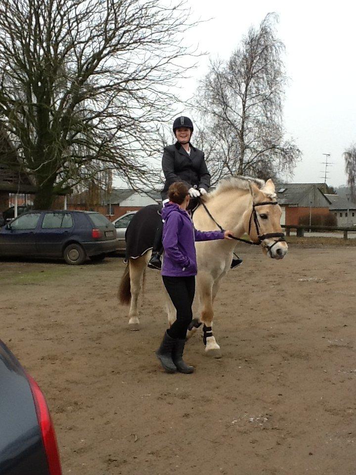 Fjordhest Amarillo - min veninde går med rundt til stævne til at jeg kan komme ind og ride programmet lc1. billede 2