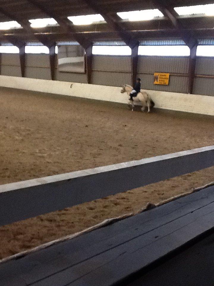Fjordhest Amarillo - er ved at ride mit program til stævnet lc1. billede 3
