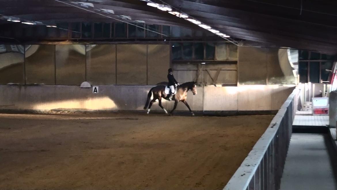 Oldenborg Valiant - 8 Dec 2012 - Lc1 - 71,67% - første plads billede 14