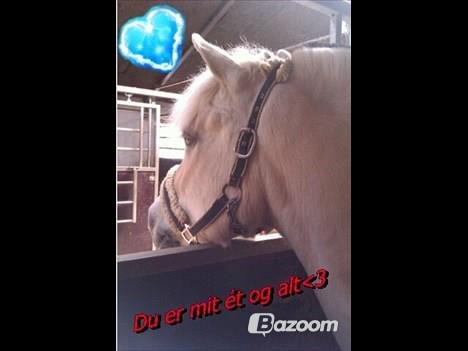 Fjordhest Amarillo billede 4