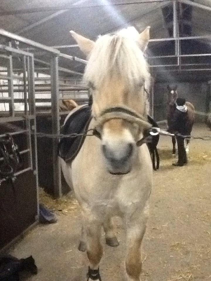 Fjordhest Amarillo - er ved at gøre klar til undervisning. billede 5