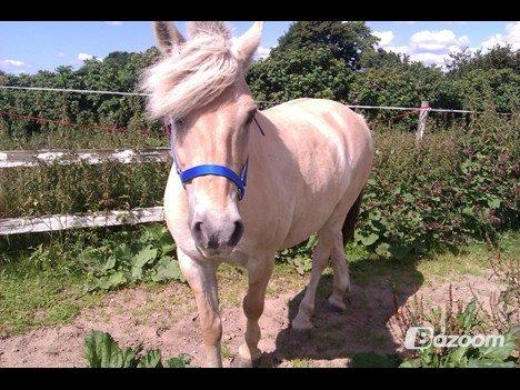 Fjordhest Amarillo - så er han på luftefold. billede 6