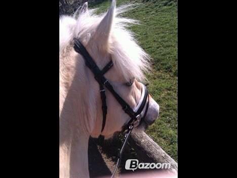 Fjordhest Amarillo billede 7