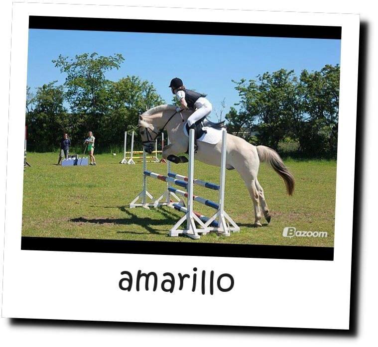 Fjordhest Amarillo - springstævne men det er ikke min selv der rider ham. billede 8