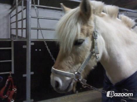 Fjordhest Amarillo - så er ha kommet ud på staldgangen at stå. billede 9