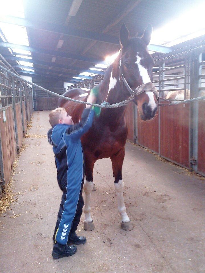 Pinto Kejser billede 1