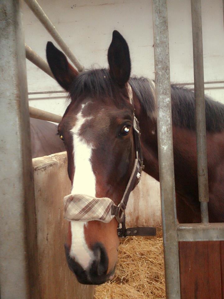 Pinto Kejser billede 4