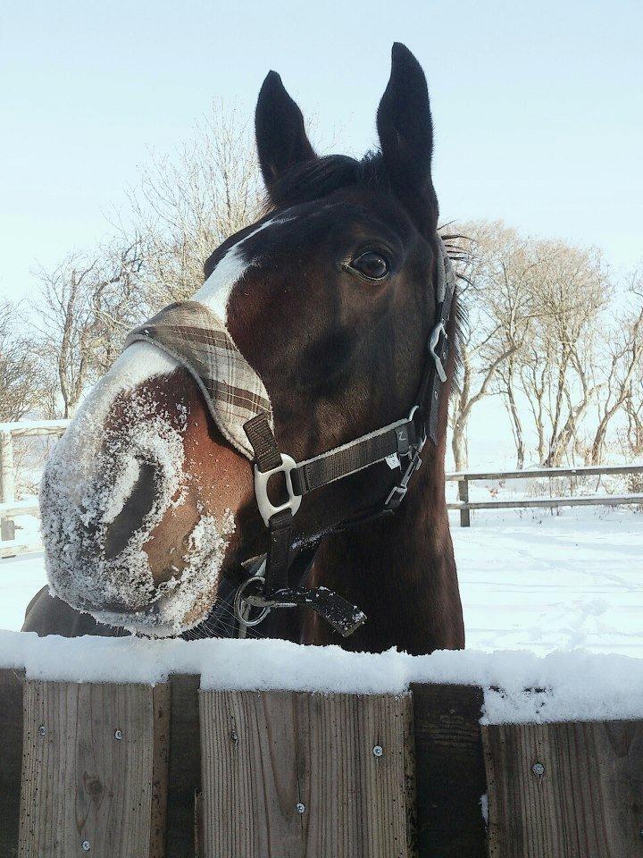 Pinto Kejser billede 5