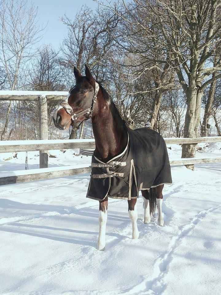 Pinto Kejser billede 2