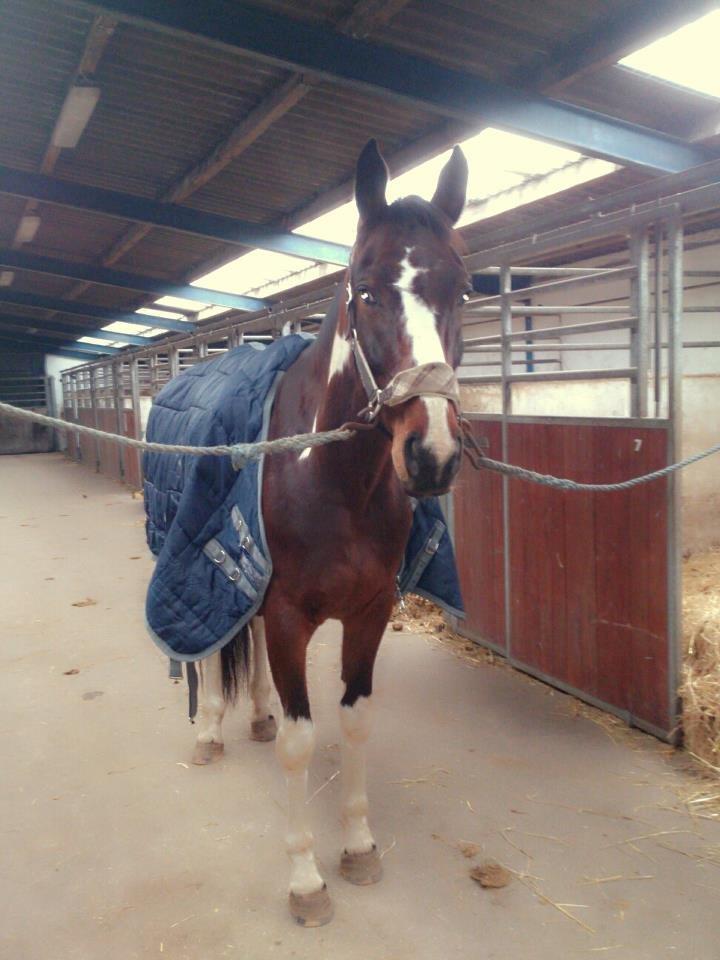 Pinto Kejser billede 6