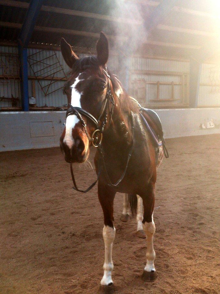 Pinto Kejser billede 8