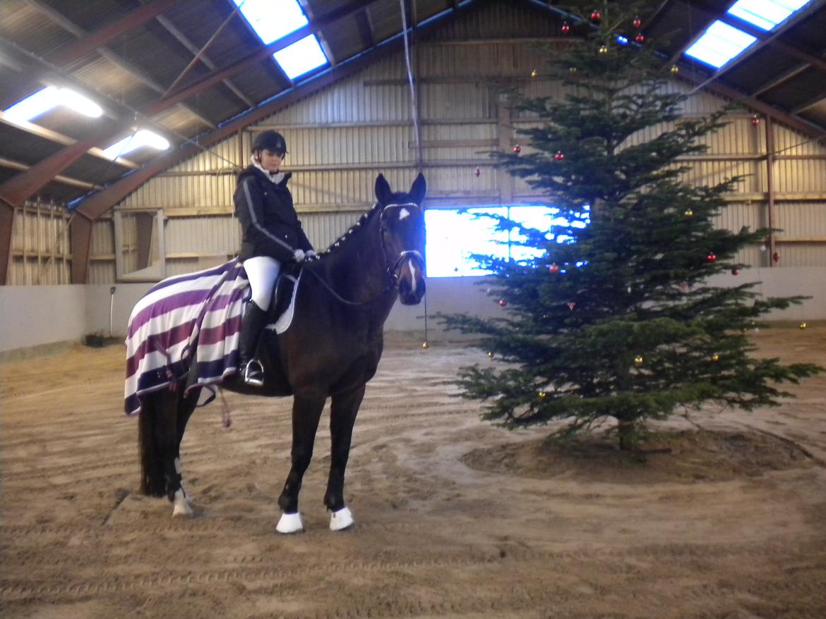 Tysk Oldenburger Princess - Første stævne på Sesse, 1.12.12 billede 1