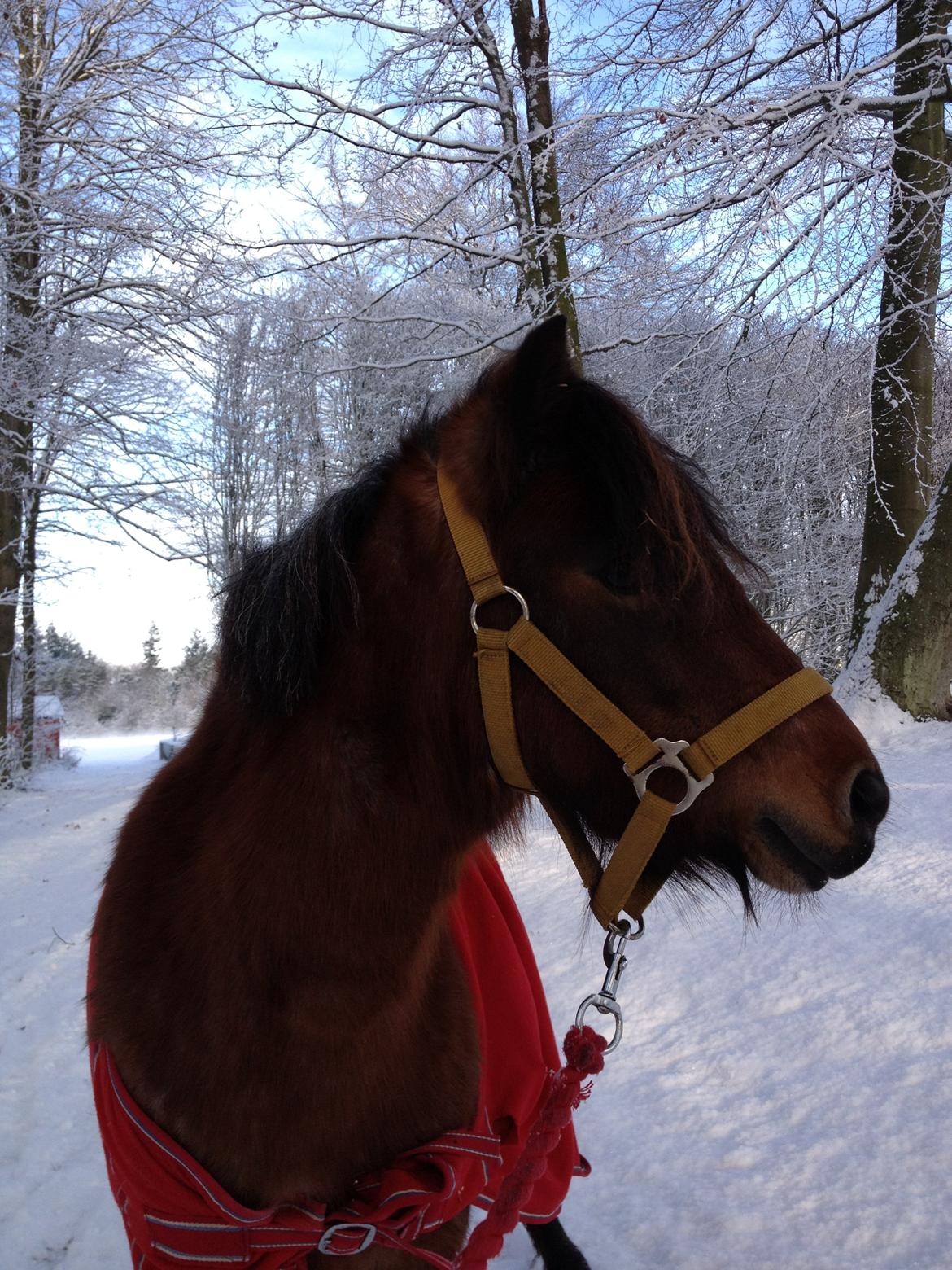 Anden særlig race La Ninâ (lille my) billede 9
