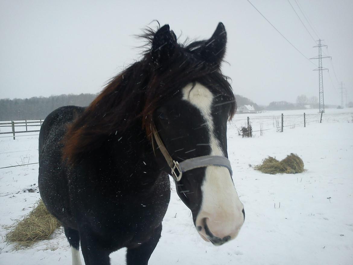 Anden særlig race Rosemarie - Roses første vinter hos os :) det virker som om hun nyder den ;) billede 12