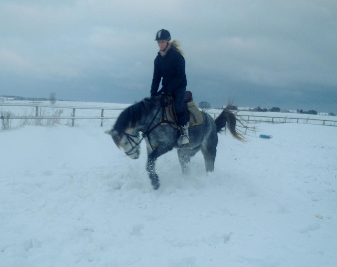 Welsh Pony (sec B) Låddenhøjs Toby (Lånepony) - Yiiihaa sne! billede 12