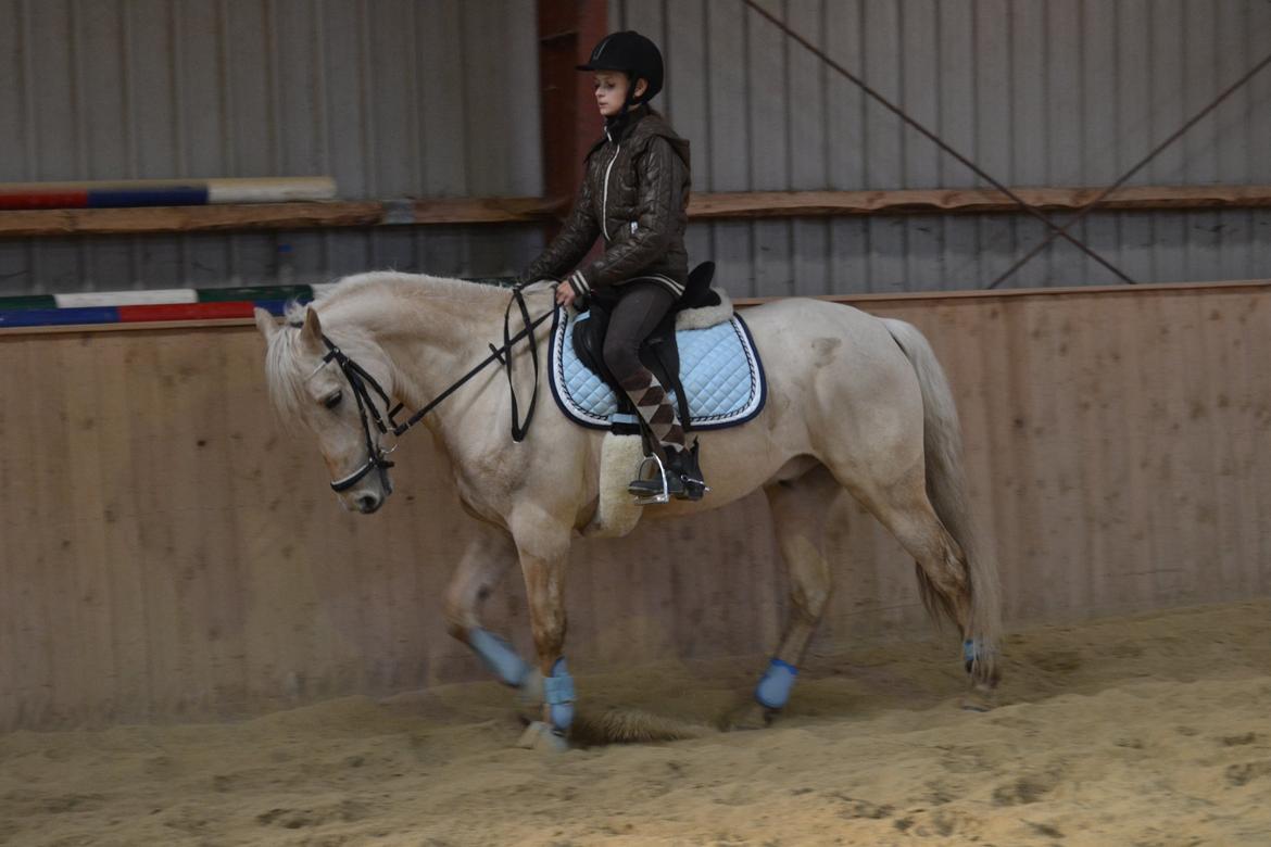 Palomino • Blanding • Callisto • Calle • - hoold da helt op min pony har en læææækker hals!!<3(': billede 9