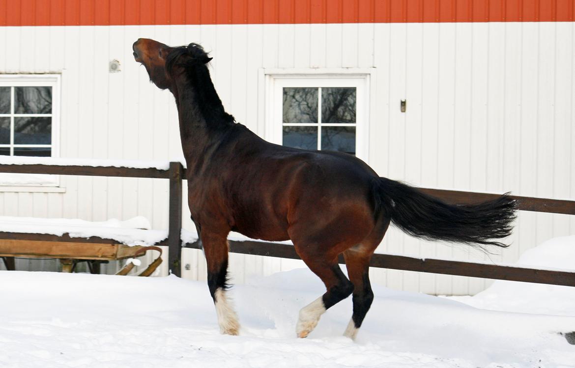 Welsh Pony af Cob-type (sec C) Haymos Chameur *solgt* - chamse har det godt i sneen <3<3 billede 14
