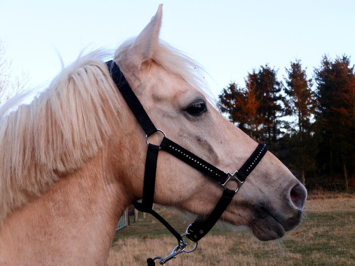 Palomino • Blanding • Callisto • Calle • - Skønere end skønnest, smukkere end smukkest, bedre end bedst! ja ''bare'' en vidunderlig pony!!<3('': billede 16