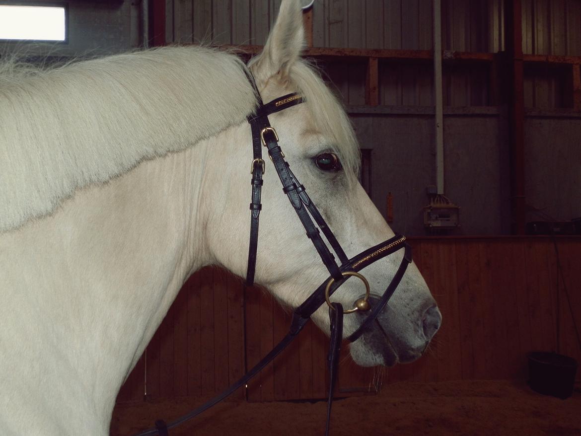 Palomino • Blanding • Callisto • Calle • - Lykken er: Langvarige venskaber der holder - Ulykke er: Når lykken ikke varer evigt<3<3:'( billede 18