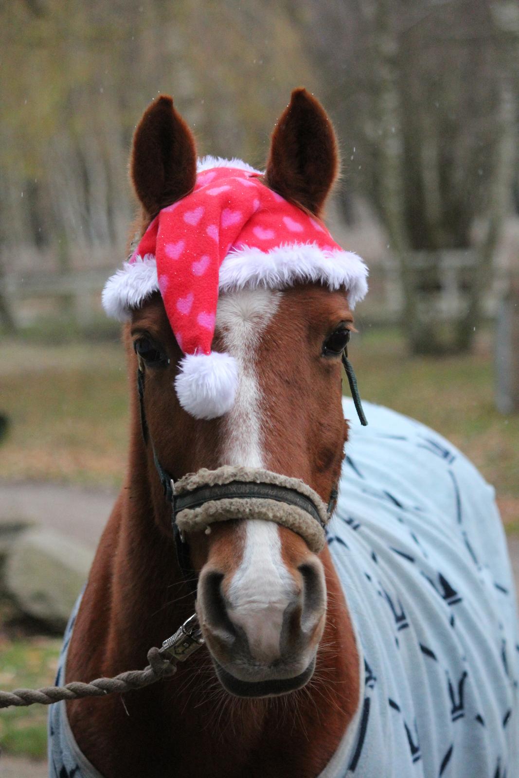 Anden særlig race Carlo  - 12 ♥ Så sød han er med nissehuen! :D 
[ Foto: Mig ] ♥ 30 november billede 12