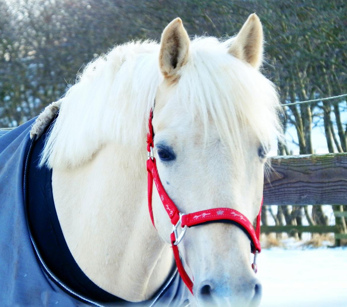 Palomino • Blanding • Callisto • Calle • - en pony der skinner som de smukkeste diamander(':<3 billede 2