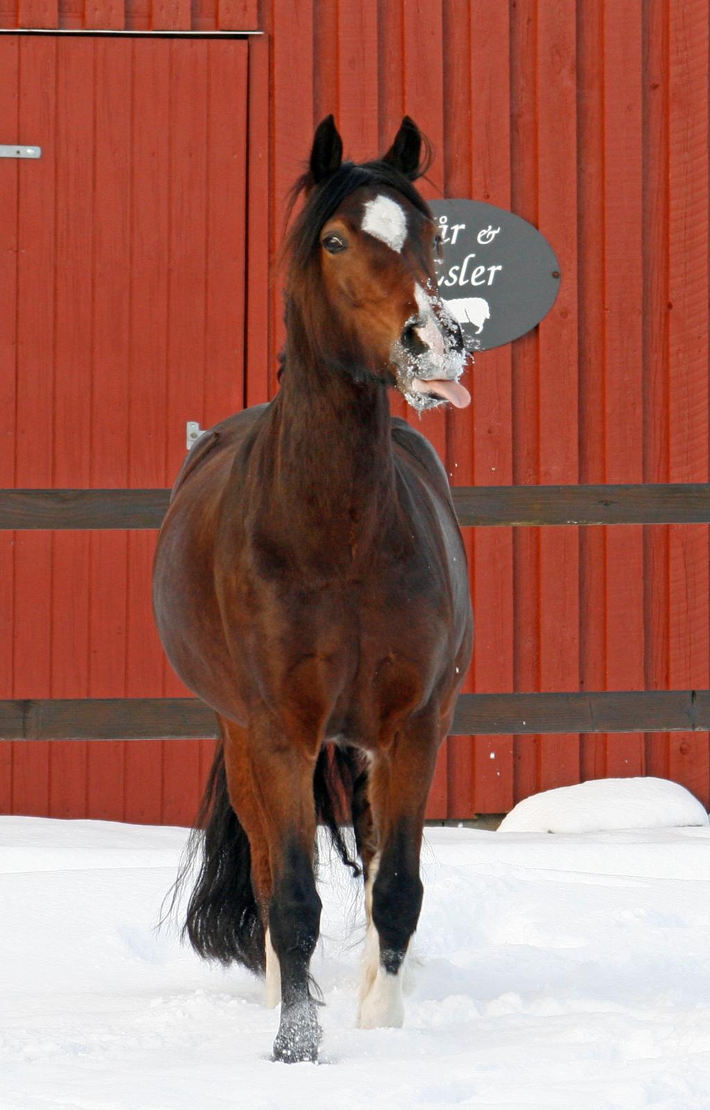 Welsh Pony af Cob-type (sec C) Haymos Chameur *solgt* - uha det sne er da godt nok lidt koldt ;¨-P billede 7