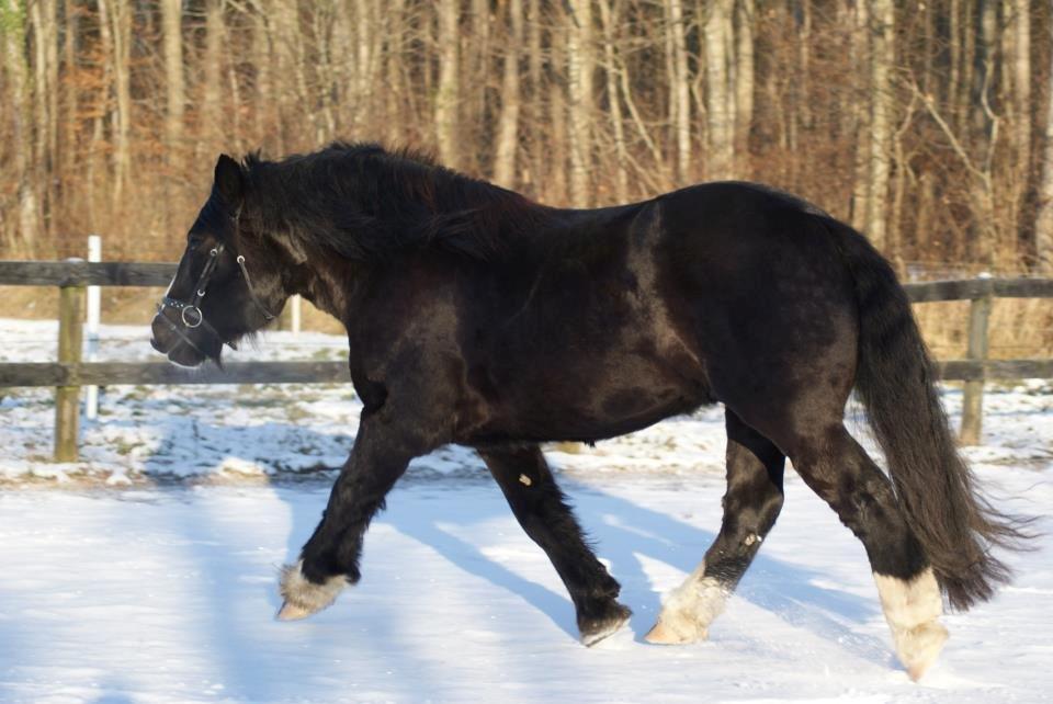Anden særlig race Herkules billede 9