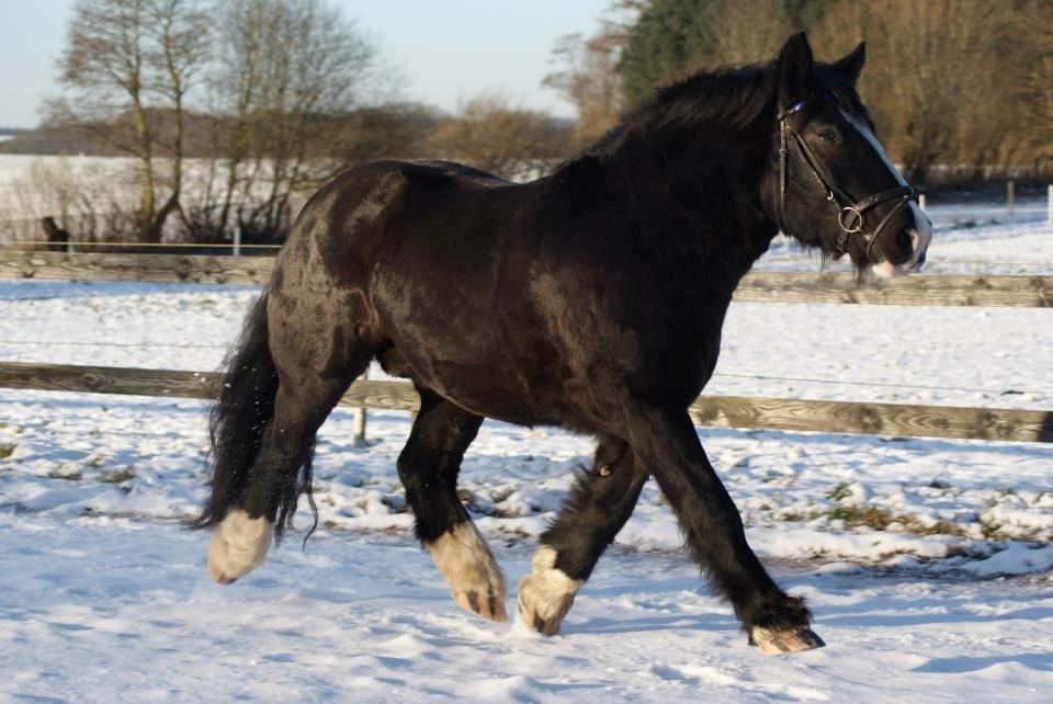 Anden særlig race Herkules billede 10