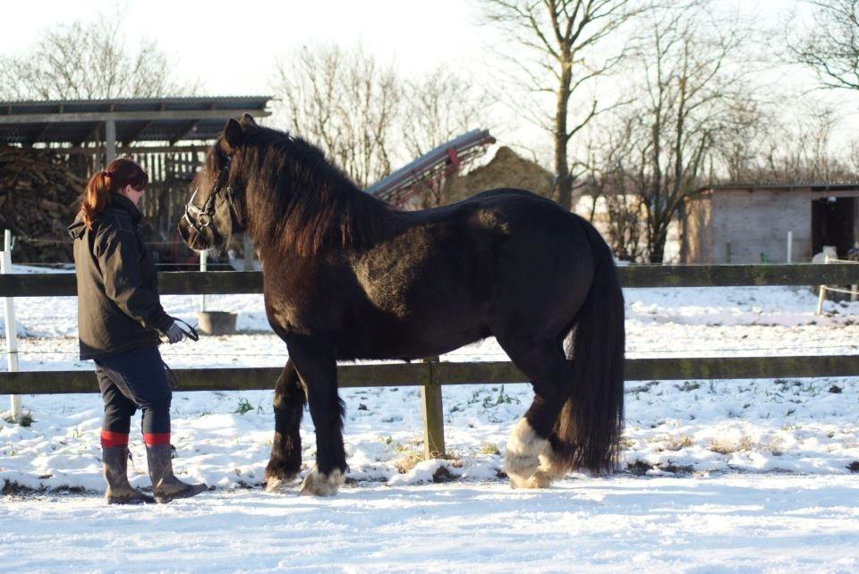 Anden særlig race Herkules billede 11