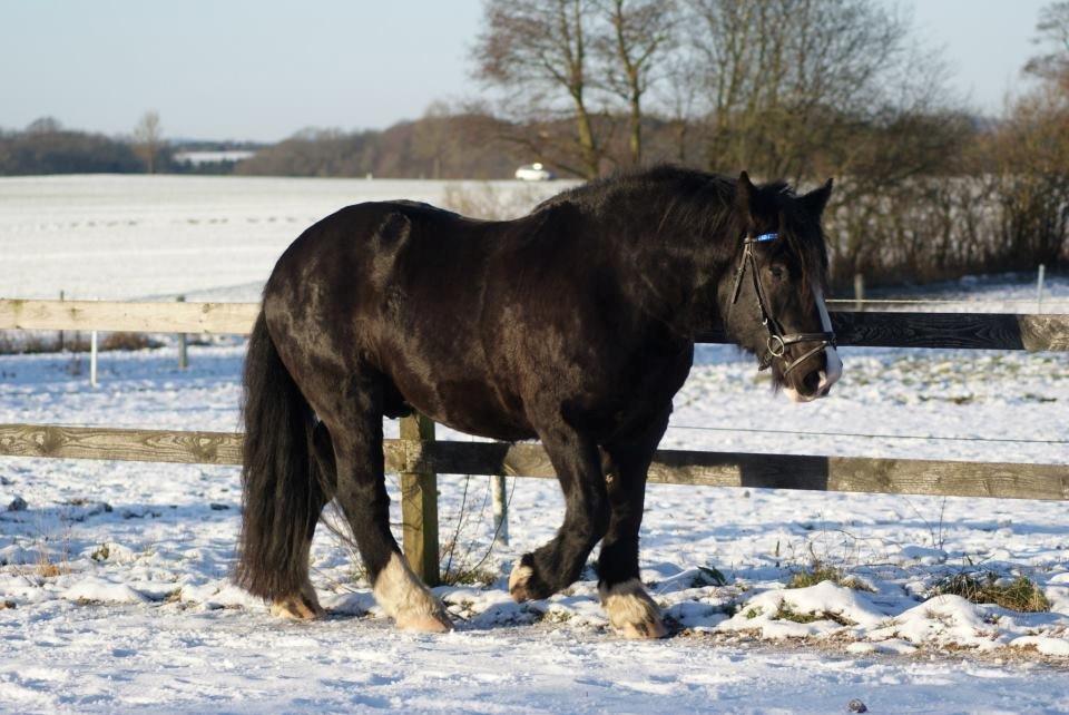 Anden særlig race Herkules billede 12