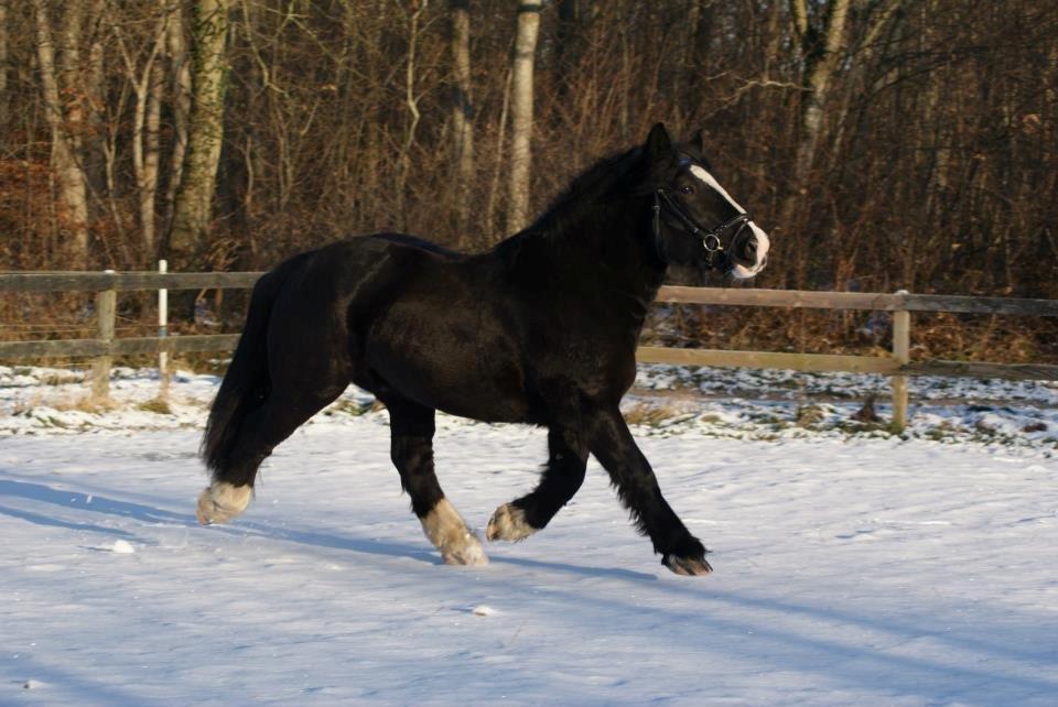 Anden særlig race Herkules billede 13