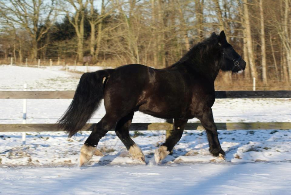 Anden særlig race Herkules billede 14