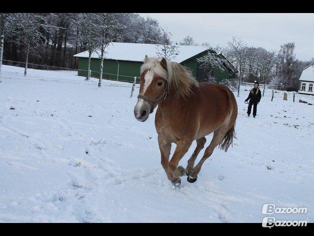 Haflinger Lucky billede 14