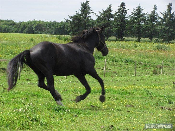 Oldenborg CC Fighter Himmelhest billede 9