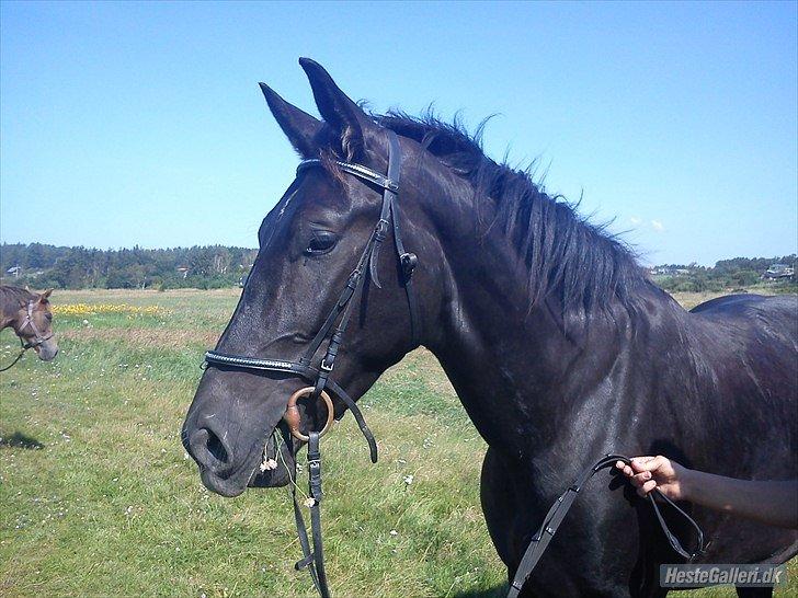 Oldenborg CC Fighter Himmelhest billede 10